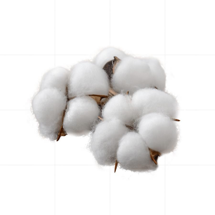 Generic material example: Cotton bolls. Photo: Syngenta.