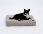 chien de taille moyenne sur un matelas en laine pour chien