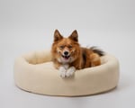 round wool dog bed with a dog lying in it