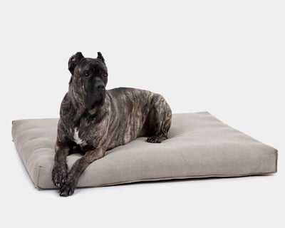 big dog on a wool dog mattress
