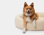 round wool dog bed with a small brown dog in it