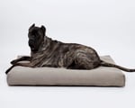grand chien sur un matelas en laine pour chien