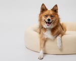 round wool dog bed with a small brown dog in it