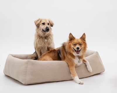 lit en laine pour chiens avec deux chiens dedans