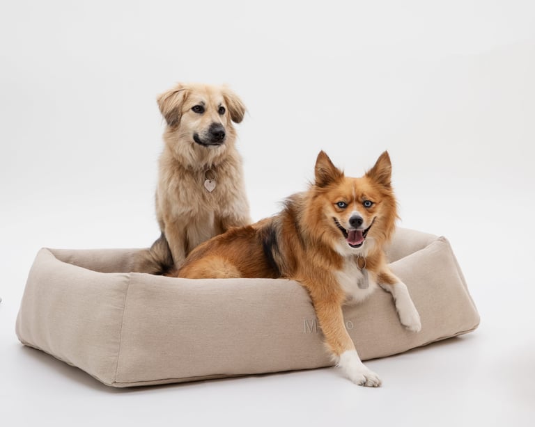 lit en laine pour chiens avec deux chiens dedans