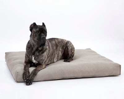 gros chien sur un matelas en laine pour chien
