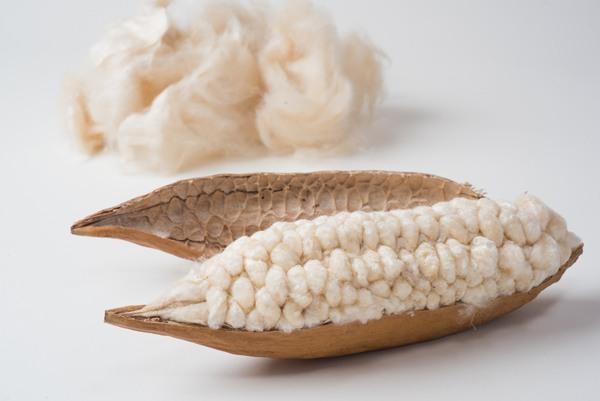 Generic material example: Kapok pod and fibres. Photo: Tsukuba Cotton.