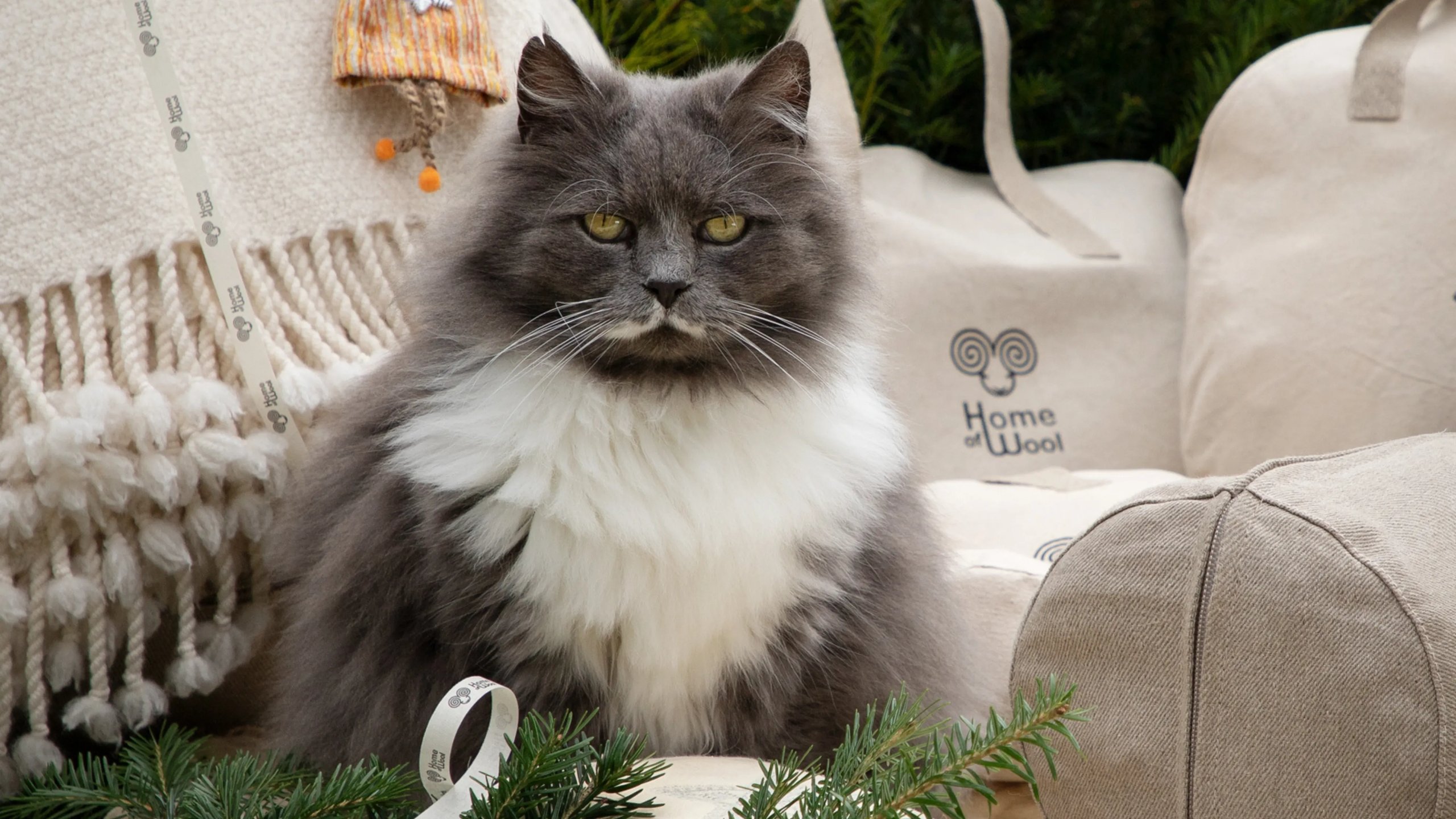 cat in front of home of wool christmas bags