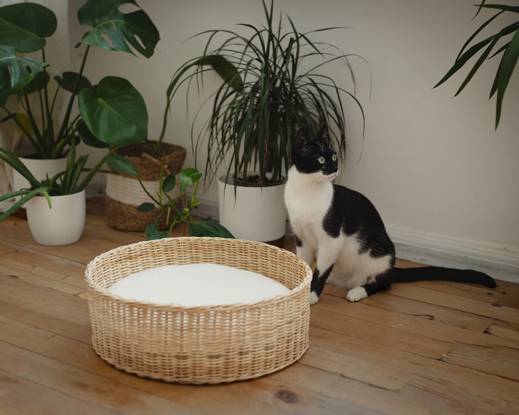 kattenbed van wol in gevlochten mand kamer met bloemen - home of wool