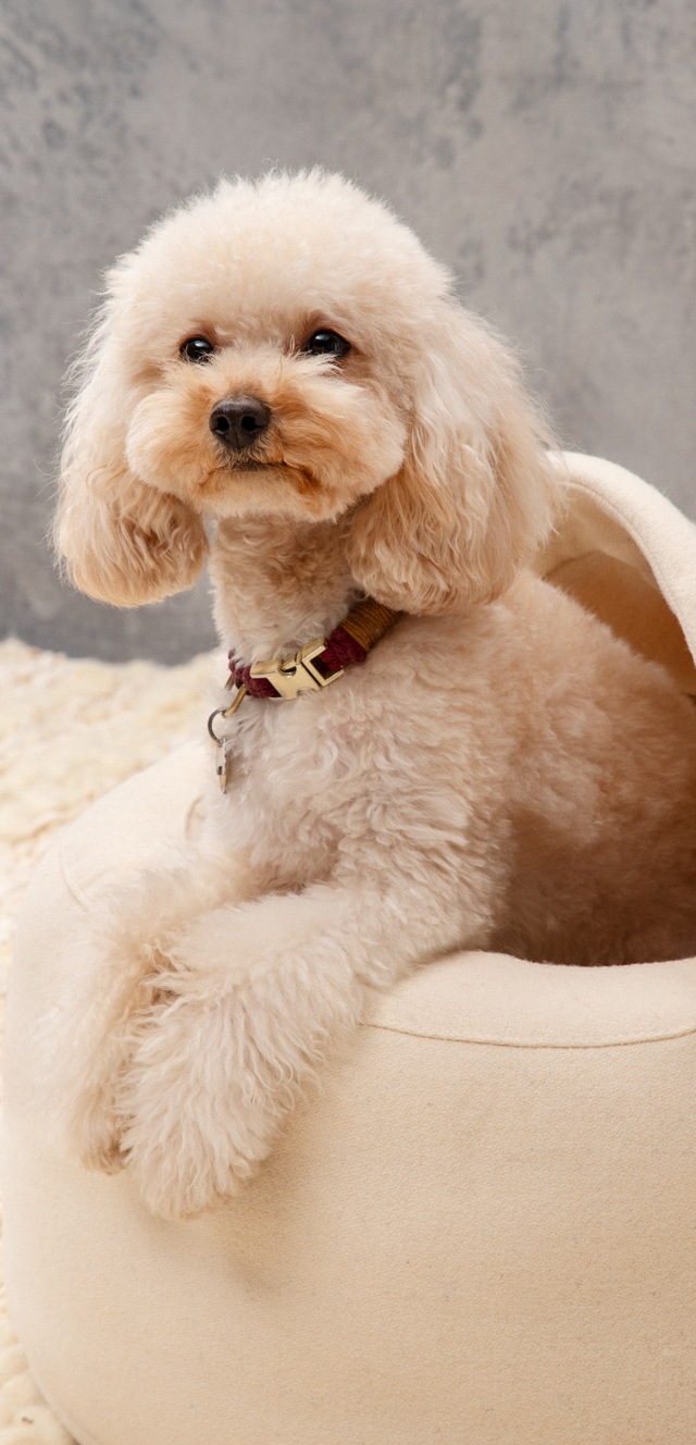 pet beds category home of wool