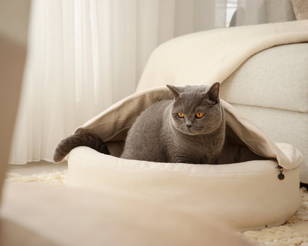 Home of wool cat cave