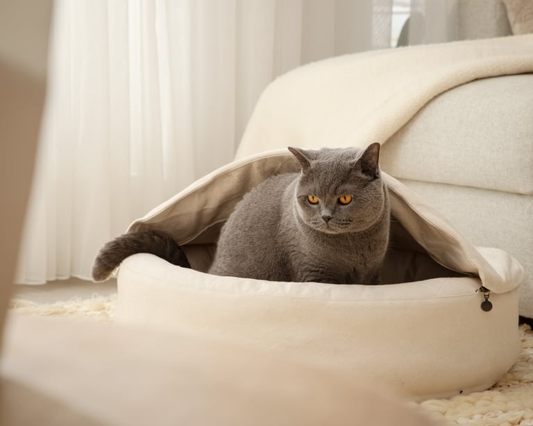 Home of wool cat cave