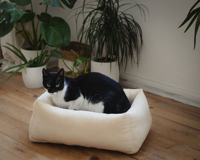 Lit pour chat en laine avec un chat à l'intérieur